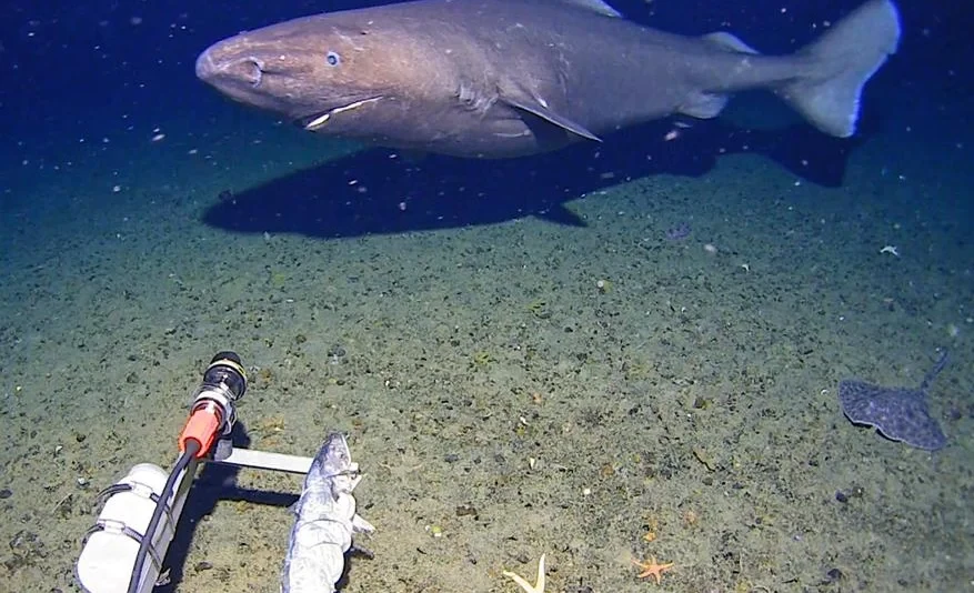 In the Icy Waters of Antarctica, a Shark Has Been Discovered for the First Time