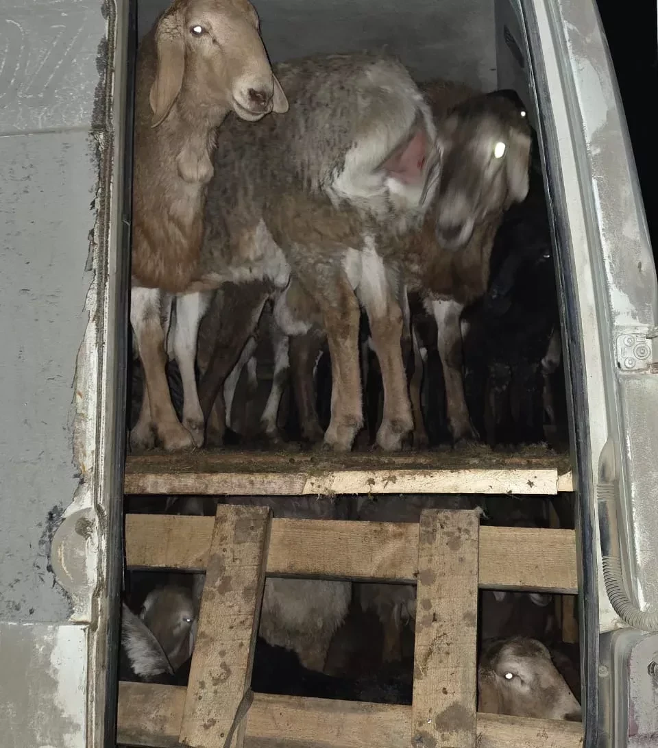 Кыргызстандын чек арачылары мыйзамсыз кой чыгарууну токтотушту