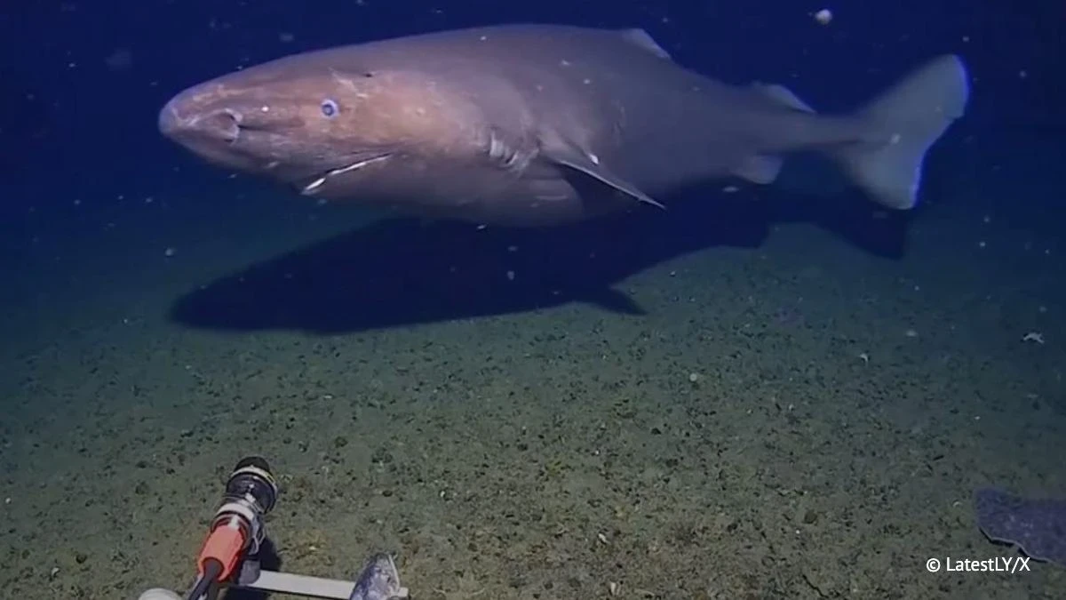 Австралиялык илимпоздор биринчи жолу Антарктикадагы сууда акула тапты