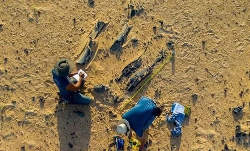 A New Species of Spinosaurus Discovered in the Sahara Desert