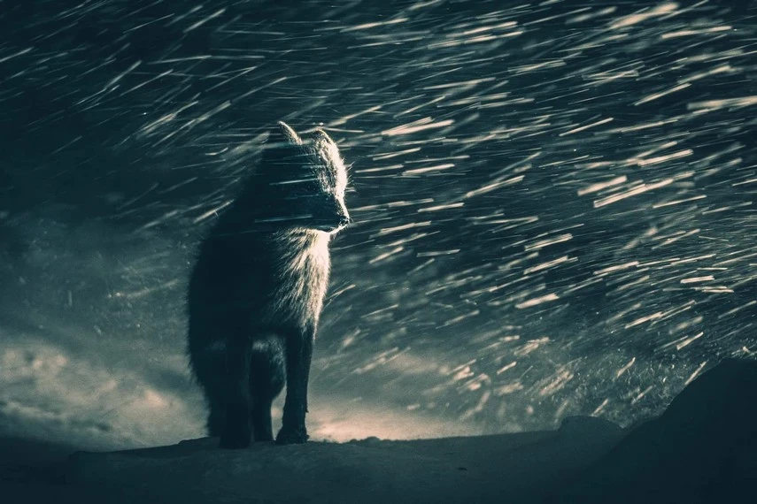 You can admire this endlessly: the best wildlife shots in the world