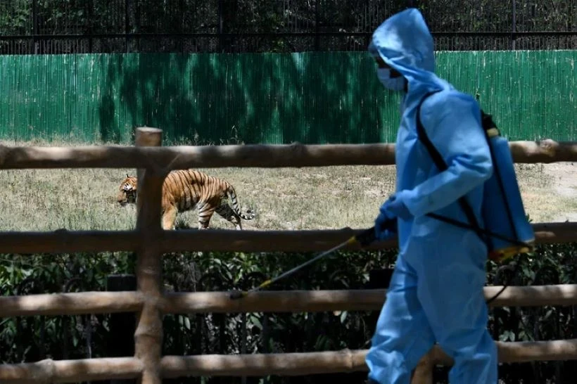 In Thailand, 72 Tigers Have Died in Reserves Due to a Cat Virus Outbreak