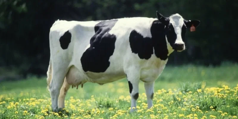 Скандал: ЕС 580 эсе көп субсидия берет сиыр эти менен кой этине, салыштырмалуу буурчакка