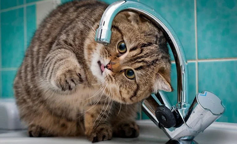 Бишкектин аймагында 26-февралда ичүүчү суу убактылуу токтотулат