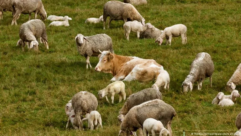 Кыргызстанда айыл чарба каттоосу санариптик форматта өтөт