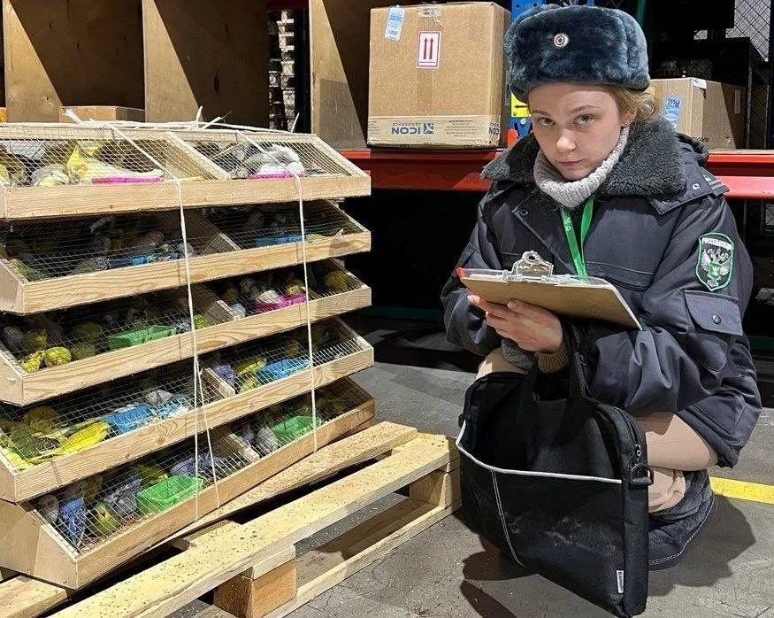 2025-жылы Красноярскка Кыргызстандан 14 365 папугай жеткирилди