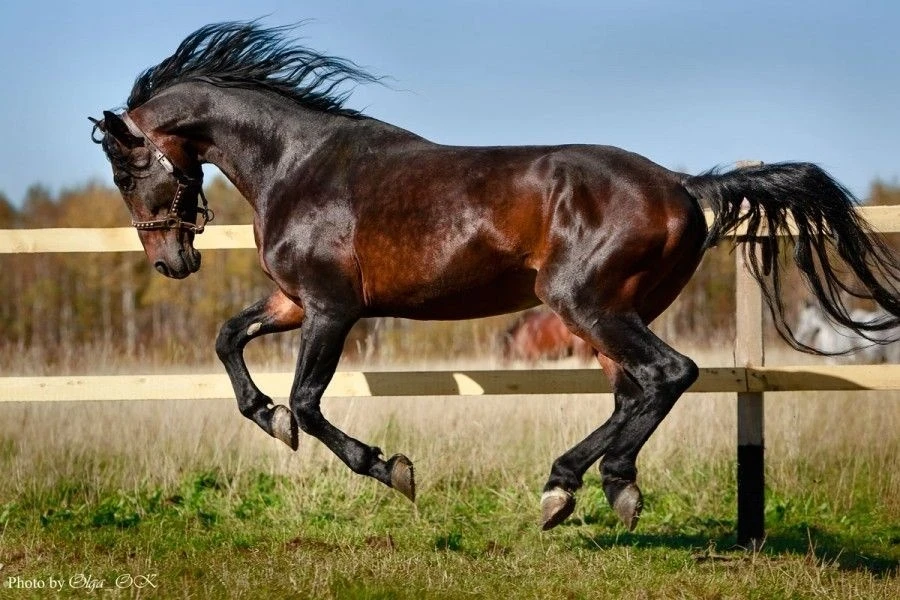 Kyrgyzstan to Purchase Elite Horses and Upgrade Racecourses for the Nomad Games