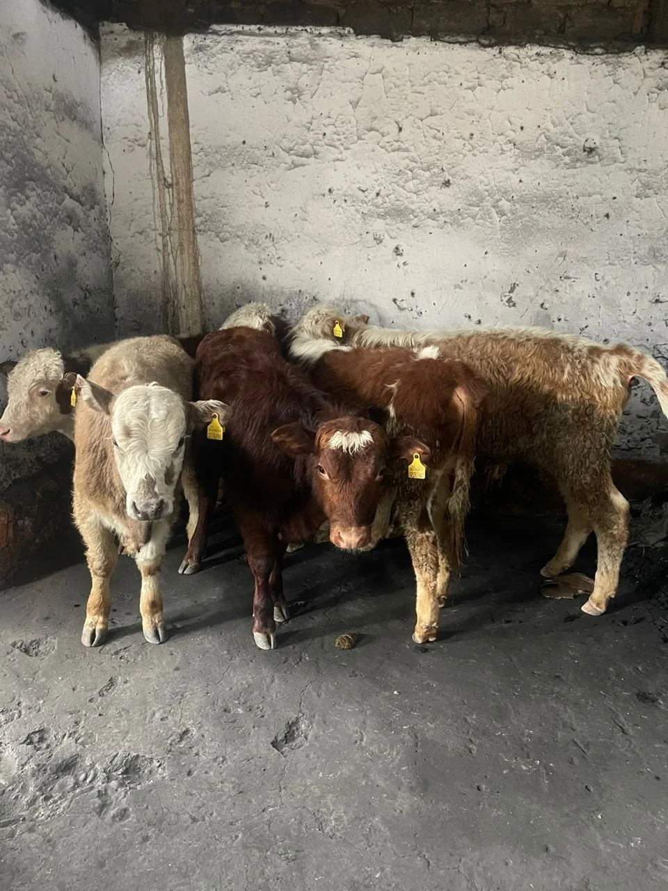 Задержан кыргызстанец, пытавшийся незаконно вывезти 10 телят за границу