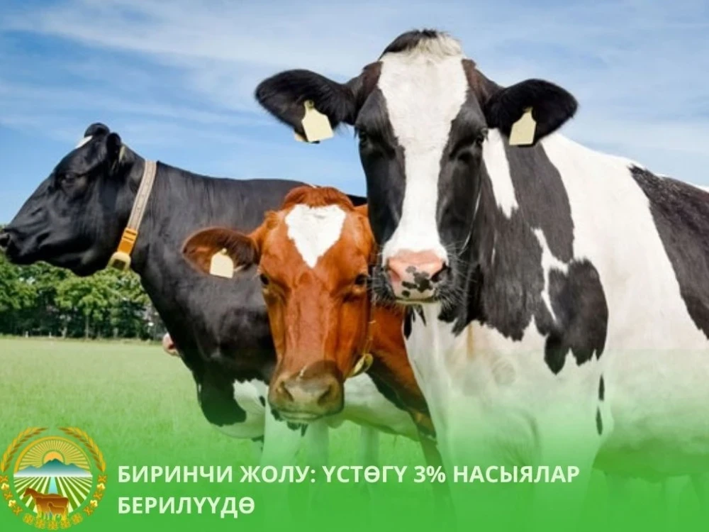 In Kyrgyzstan, loans at 3% have started to be issued for the purchase of pedigree livestock