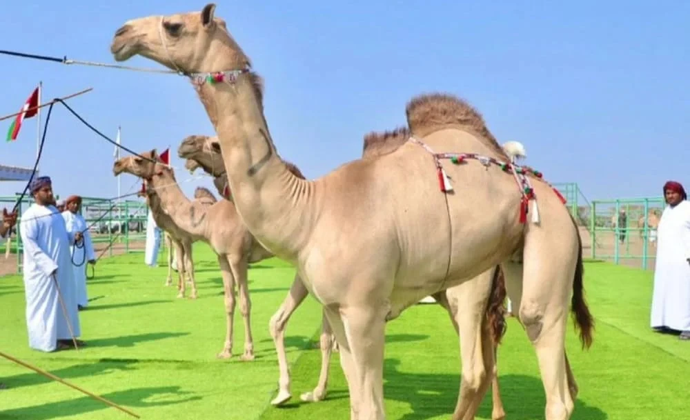 В Омане 20 верблюдов дисквалифицировали на конкурсе красоты