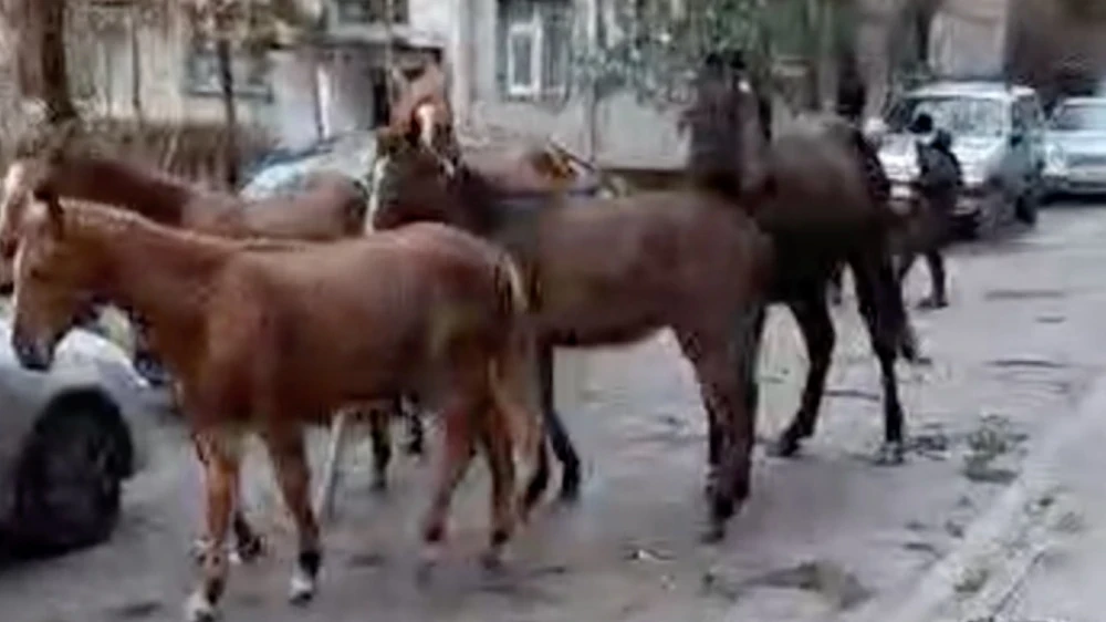 Горожане пожаловались на пасущихся в микрорайоне "Асанбай" лошадей. Ответ мэрии