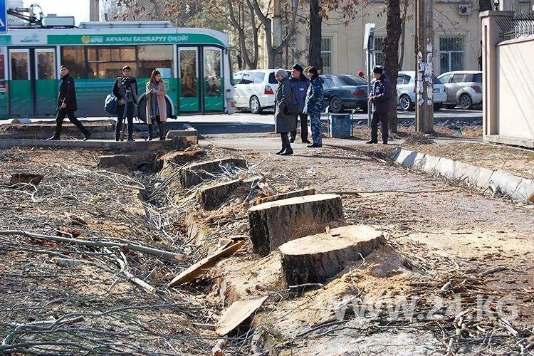 In the capital, it is planned to cut down up to a thousand old trees - 'Bishkekzelenkhoz'