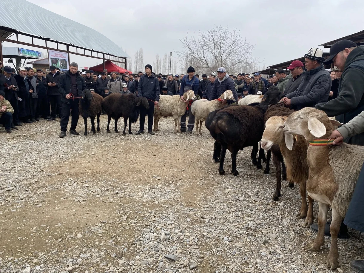 Кадамжай районунда тукумдук малдын көргөзмөсү өттү