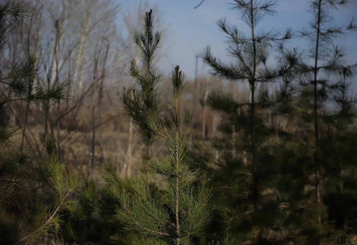 Ошто шаарды жашылдандыруу үчүн 20 миң көчөт отургузуу пландалууда