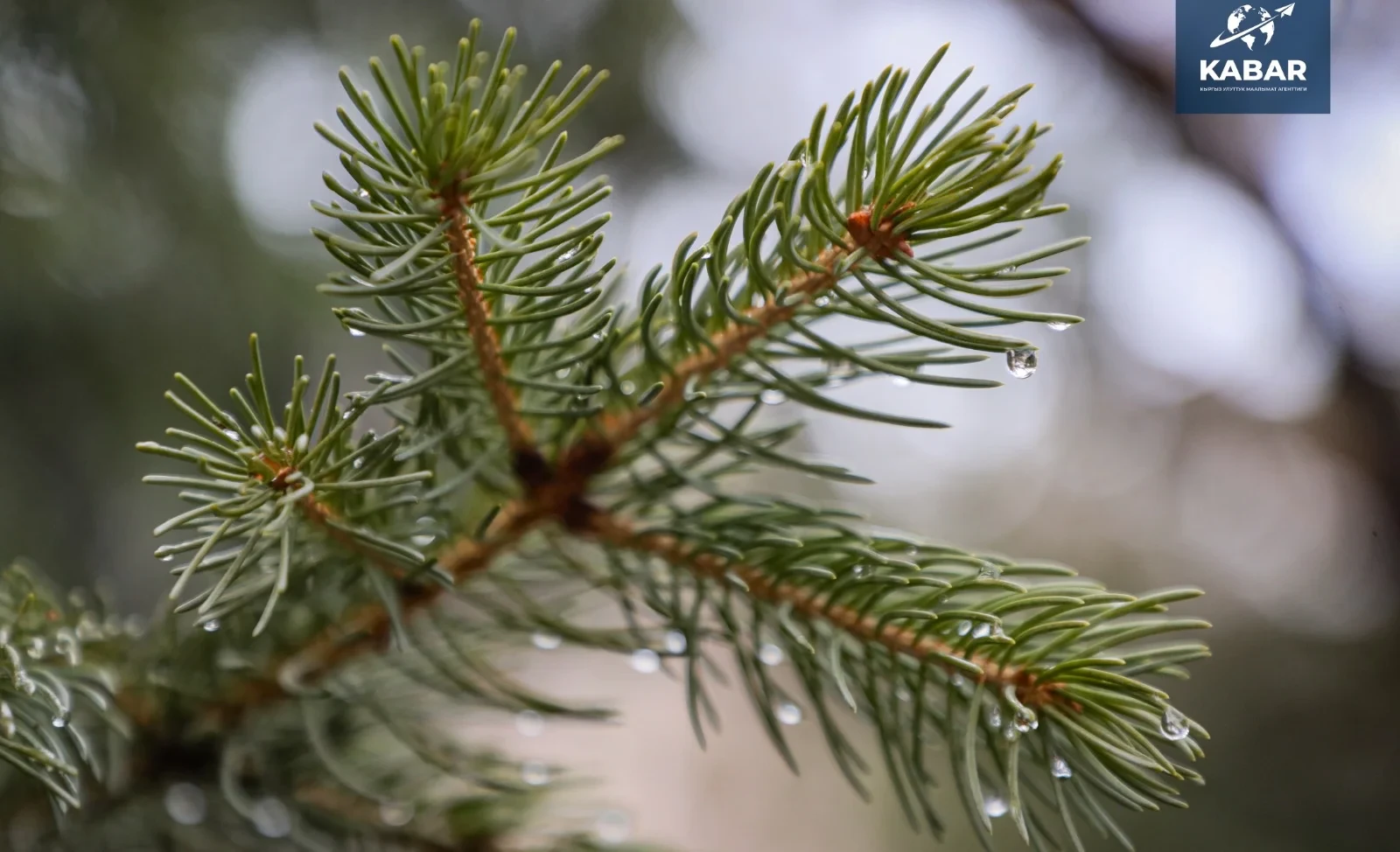 In most regions of Kyrgyzstan, precipitation and wind are expected on March 2.