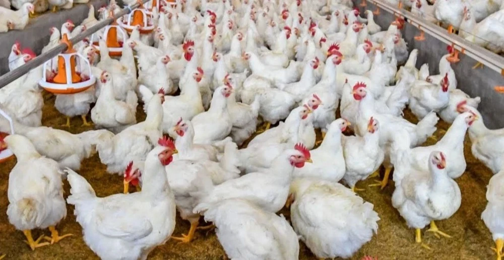 USA invests $40 million in poultry cluster in Uzbekistan