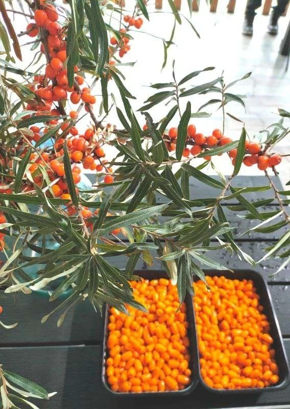 Conditions are being created for the industrial cultivation of medicinal herbs in Kyrgyzstan