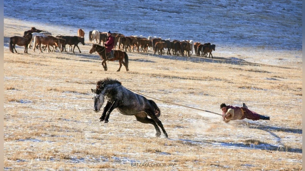 In Mongolia, veterinary care centers for horses will be built for World Horse Day