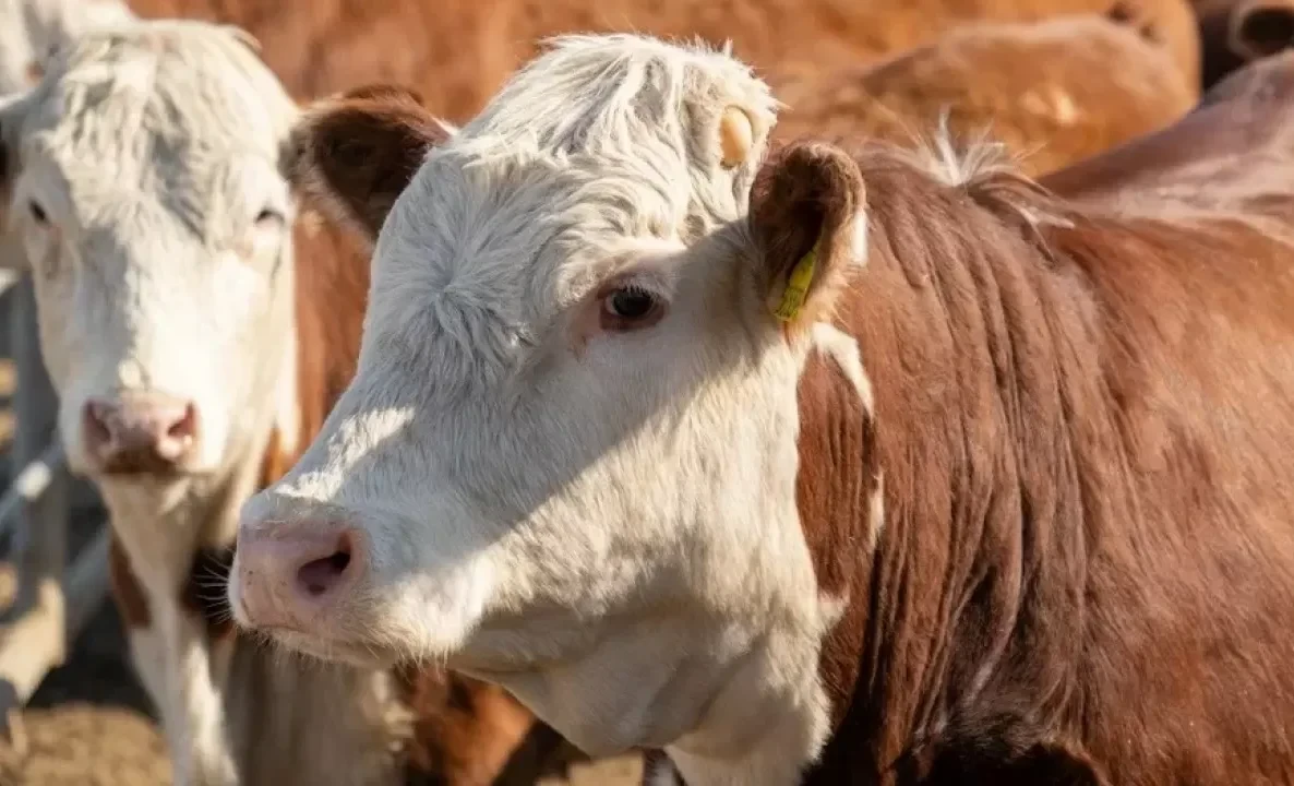 The deputies adopted the bill on breeding livestock.