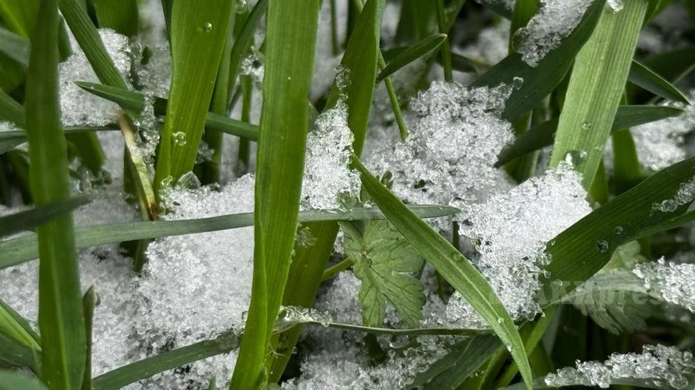 In the coming days, precipitation is expected again in Kazakhstan.