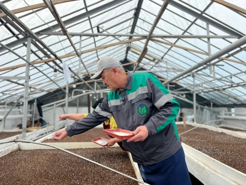 Bishkek will be decorated with about two million flowers in 2026