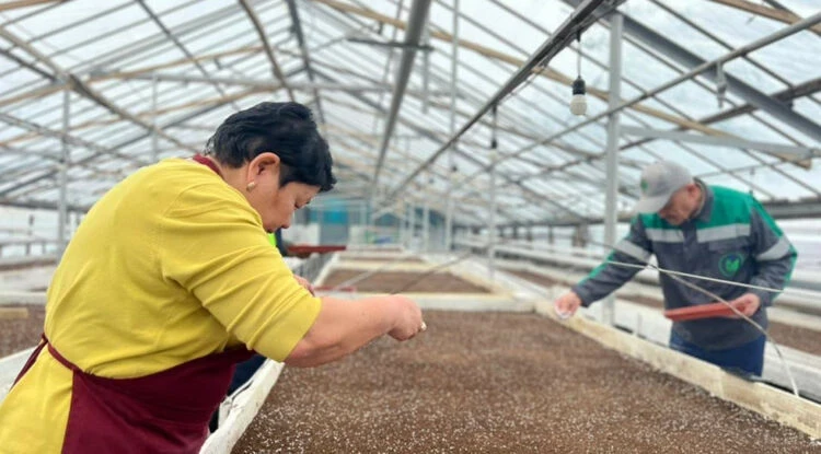 Spring in Bishkek: the city will be transformed by two million flowers and thousands of tulips