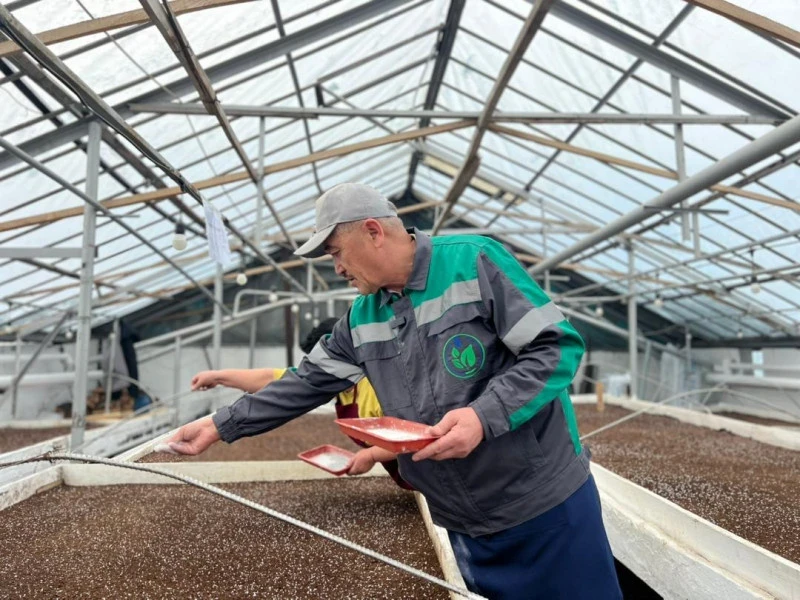 In spring, two million annual flowers will be planted in Bishkek