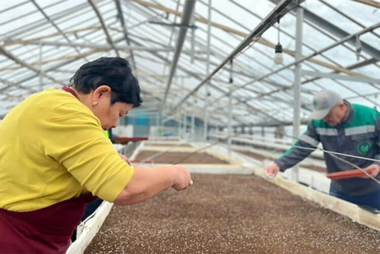 Spring in Bishkek: the city will be transformed by 2 million flowers and thousands of tulips