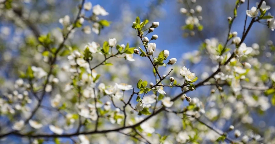 Кадыр тун и Орозо айт: когда они будут отмечаться в Кыргызстане