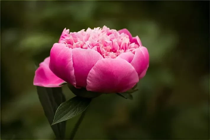 A World Conference on Peonies Took Place in Bishkek