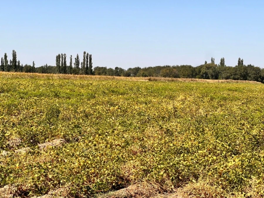 Peas, pumpkin, and plums from Kyrgyzstan are exported to the international market