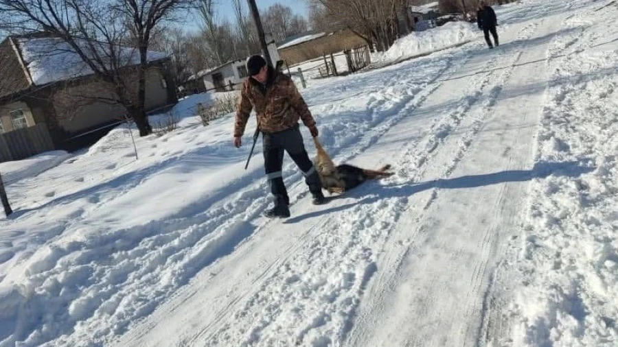 "Граждандарды коргойбуз": Бишкек мэриясы иттерди атып өлтүрүү боюнча депутаттын нааразычылыгына жооп берди