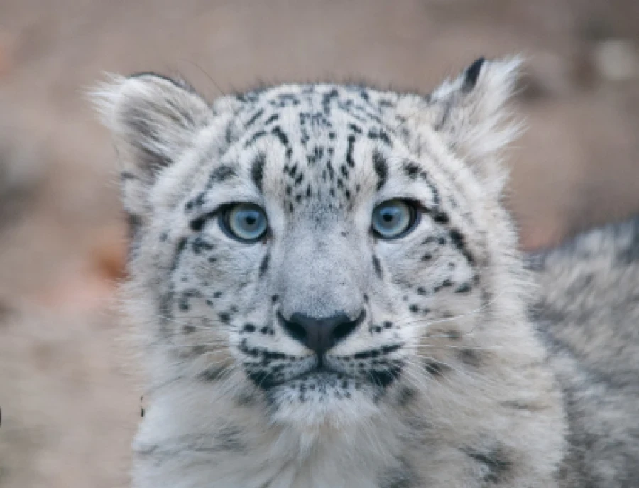 In Kyrgyzstan, the number of snow leopards has exceeded 550 individuals