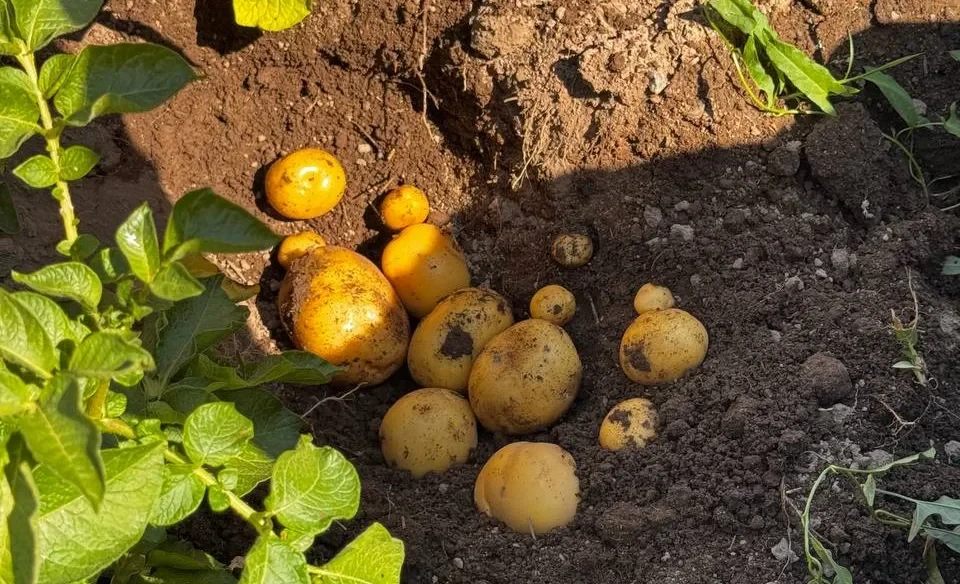 In Osh, potato planting has begun using modern technologies