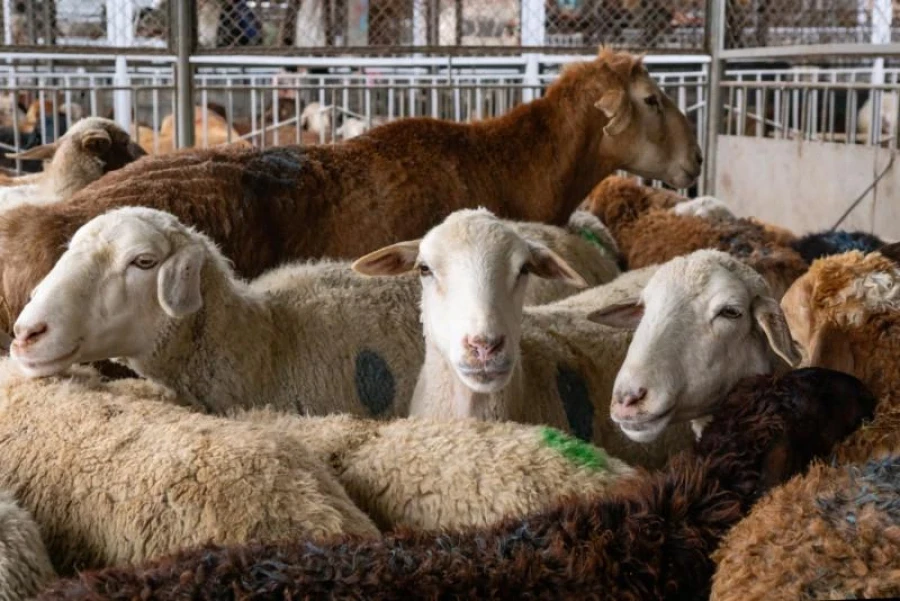 Кабмин кыргызстандыктарды мал башын мамлекеттен жашырбоого чакырды