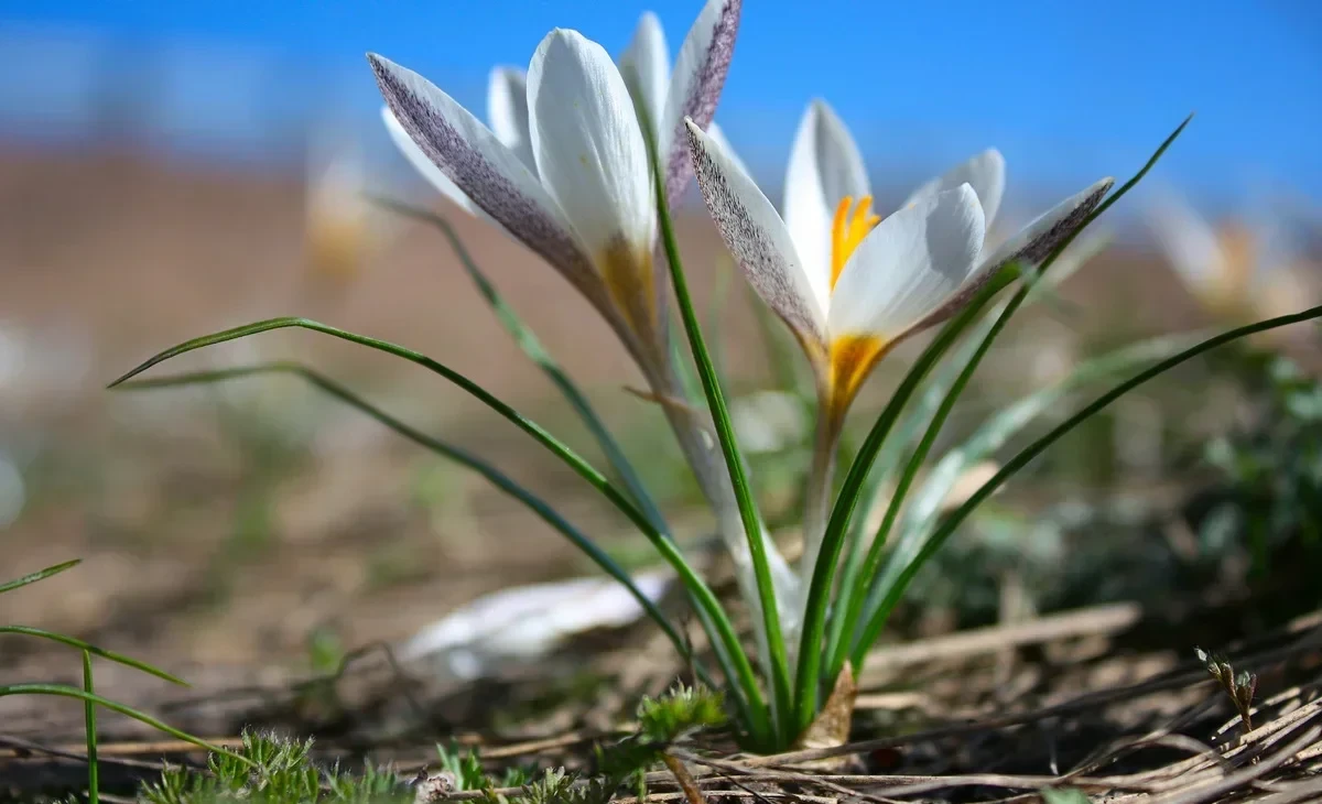 Weather Forecast: Temperature Rising, The Breath of Spring is in the Air