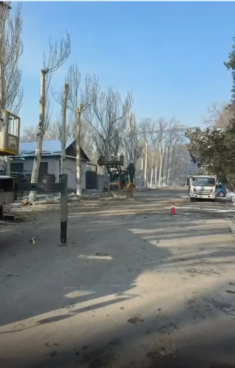 Bishkek residents are concerned about the cutting of poplar trees near the Ministry of Internal Affairs building. The agency responded.