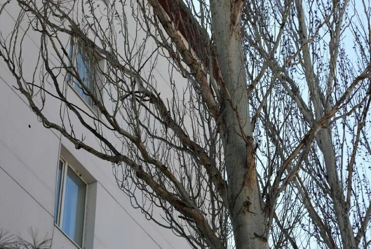 Officials explained why trees were trimmed near the Ministry of Internal Affairs building in Bishkek