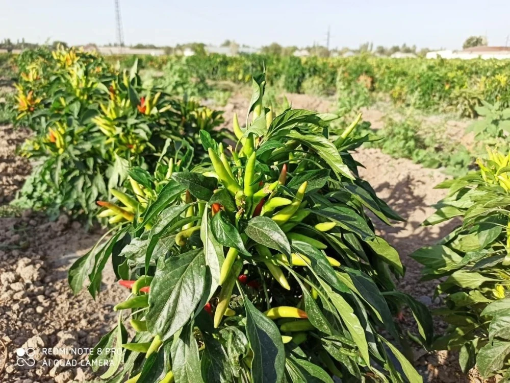 Россияда Ирандан импорттун кескин кымбатташы катталууда