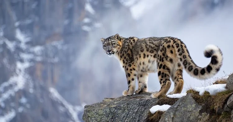 The eco-festival "Snow Leopard EcoFest - Kemin - 2026" will take place in Chon-Kemin.