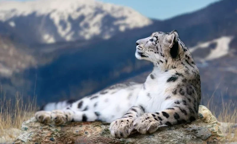 Snow leopards are increasingly descending lower – the Ministry of Natural Resources explained the reasons
