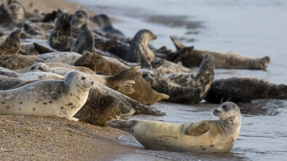 Одной из причин массовой гибели тюленей является ухудшение экологической обстановки в Каспийском море