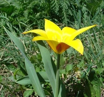 Vote for the tulip that can glorify Kyrgyzstan