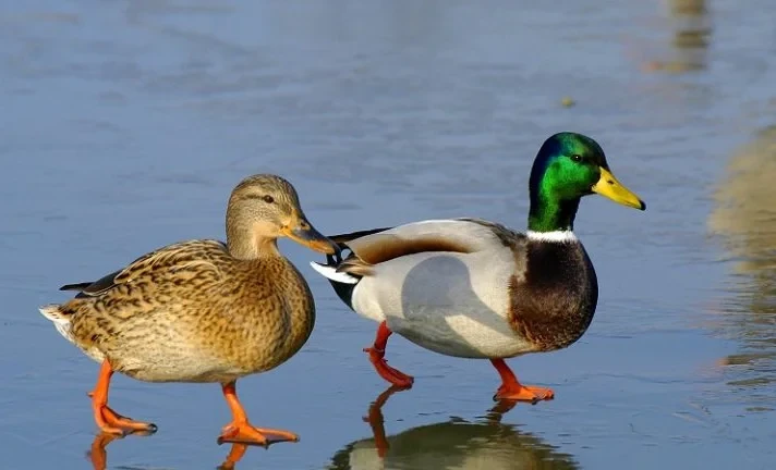 At Issyk-Kul, cameras captured rare birds