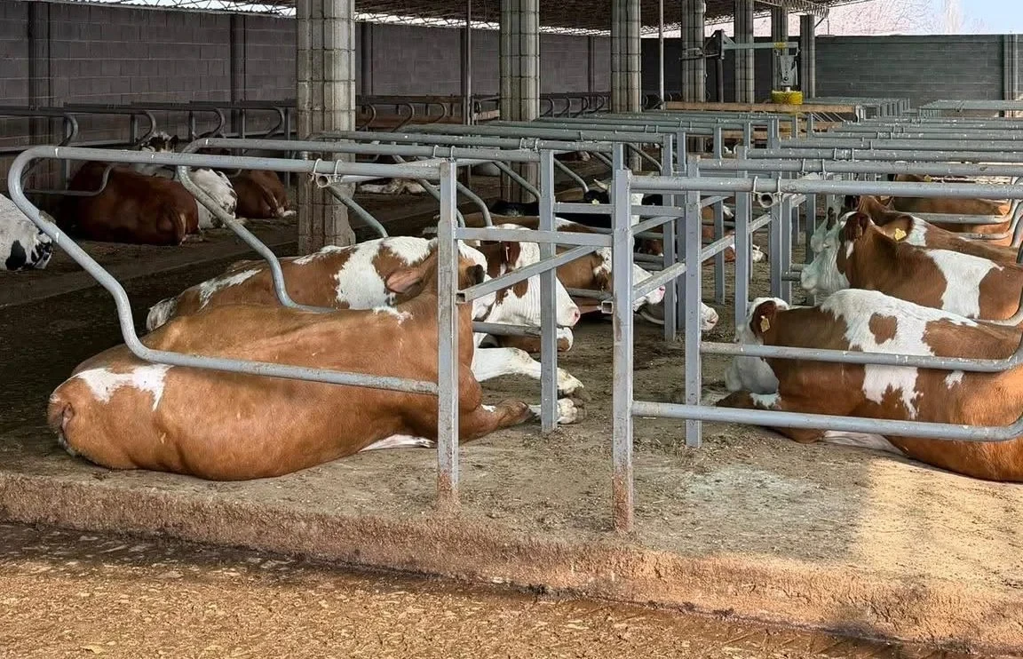 In the Chui Region, dairy production is being launched according to Swedish standards