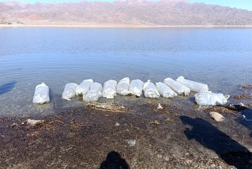 1.2 Million Sig-Ludog Fish Fry Released into the Orto-Tokoy Reservoir