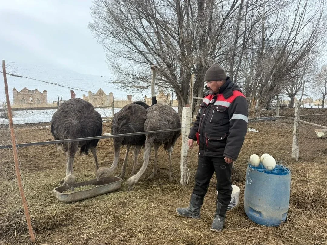 Нарындык фермер 150 миң сомду миллиондон ашык кылды, страус багуу менен
