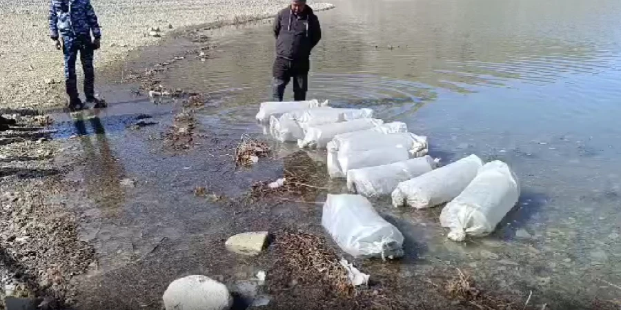 Орто-Токой суу сактагычына бир миллионго жакын сиг мээнетин чыгарды