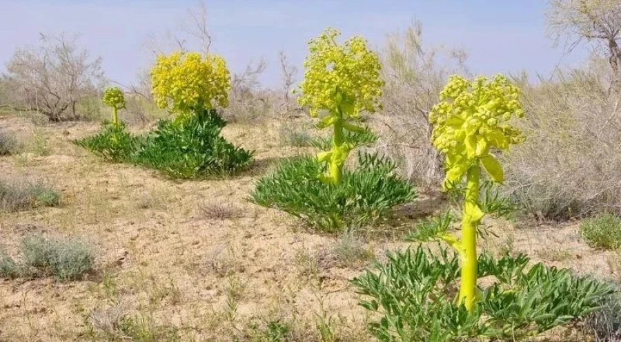 In Kyrgyzstan, it is proposed to officially allow the cultivation of medicinal plants on agricultural lands.