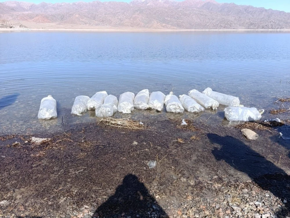 Орто-Токой суу сактагычына бир миллионго жакын сиг-лудога балдары чыгарылды